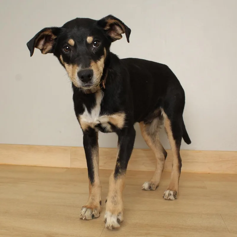 Hunter D thumbnail 4