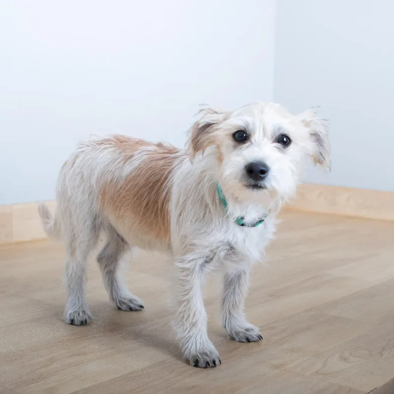 Peabody D thumbnail 2