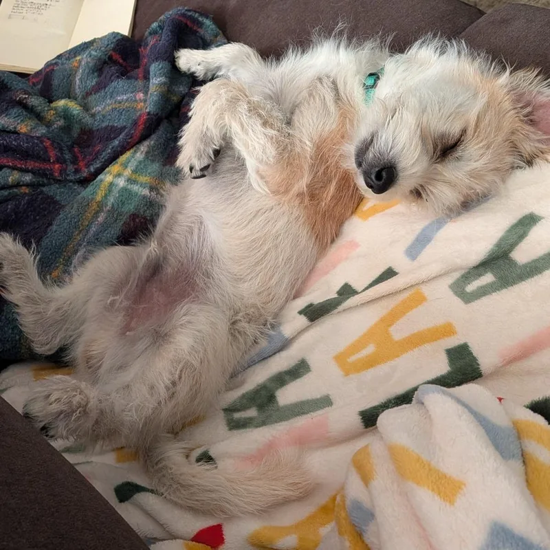 Peabody D thumbnail 3