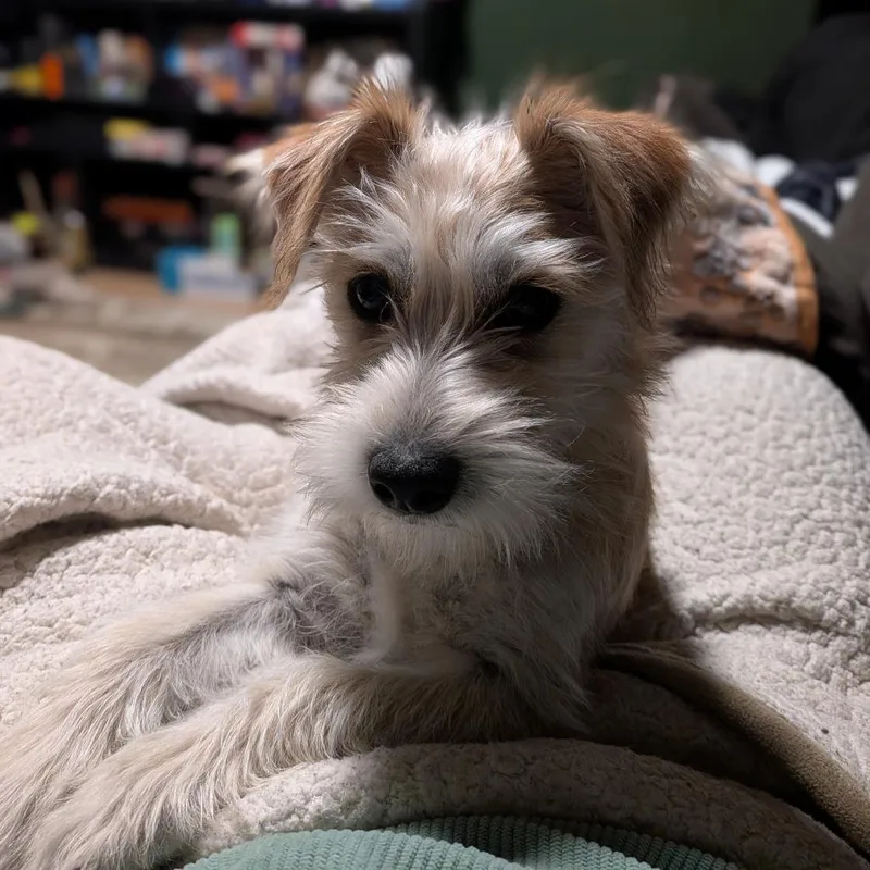 Peabody D thumbnail 4