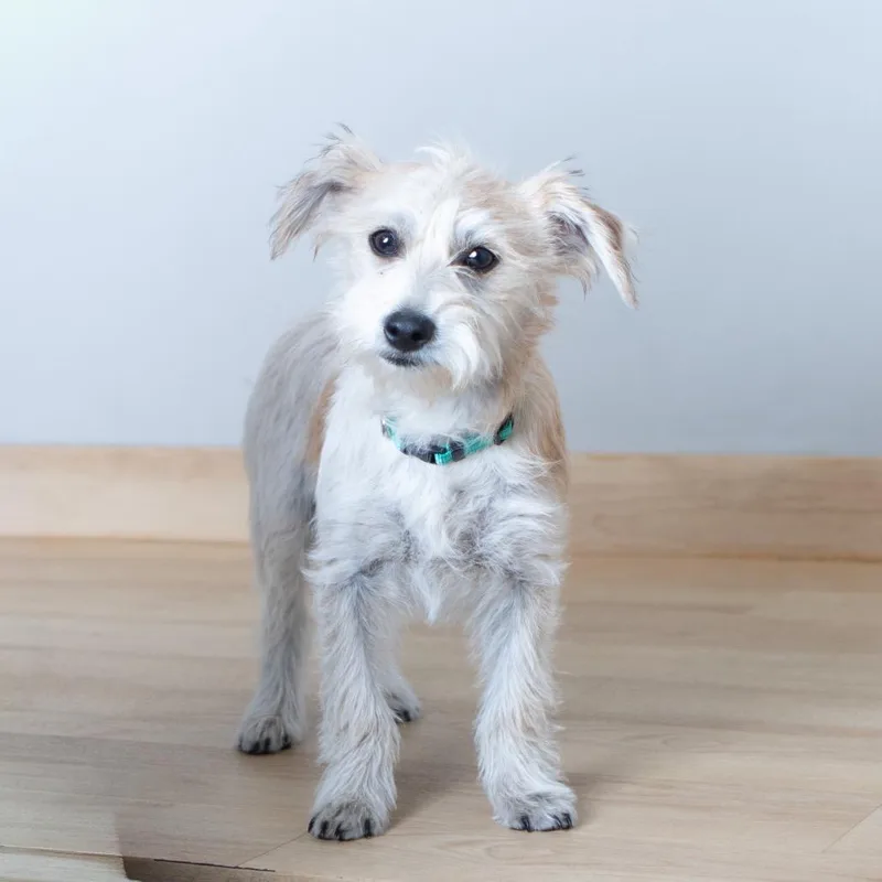 Peabody D thumbnail 5