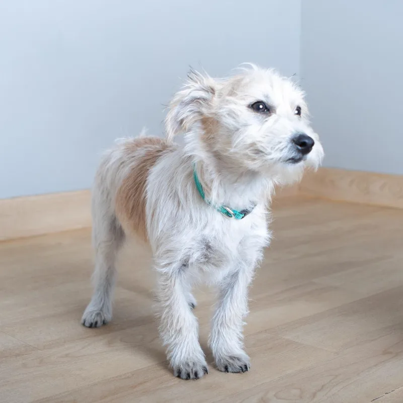 Peabody D thumbnail 6