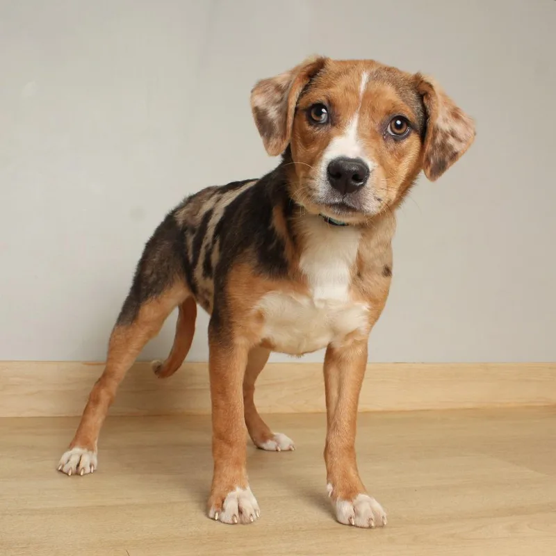 Pepper D thumbnail 3