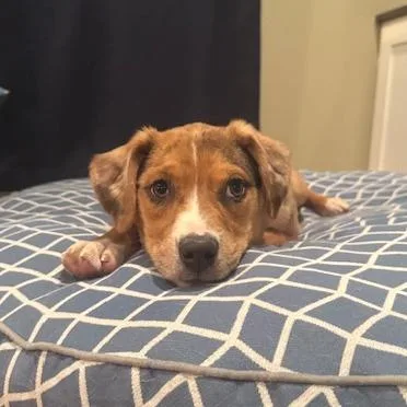 Pepper D thumbnail 4