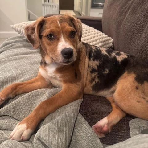 Pepper D thumbnail 5