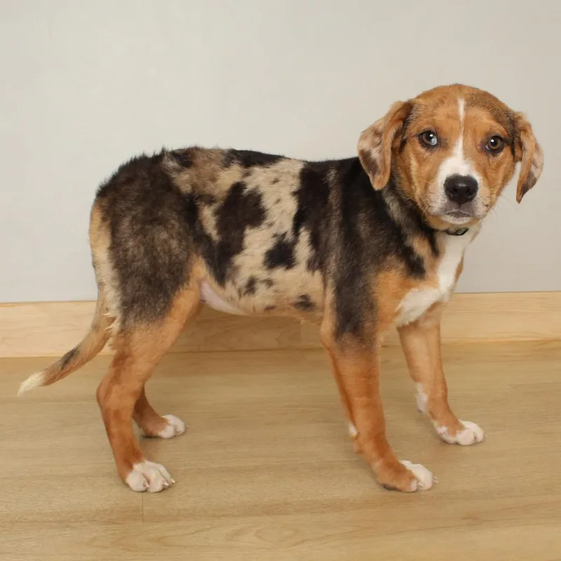 Pepper D thumbnail 6