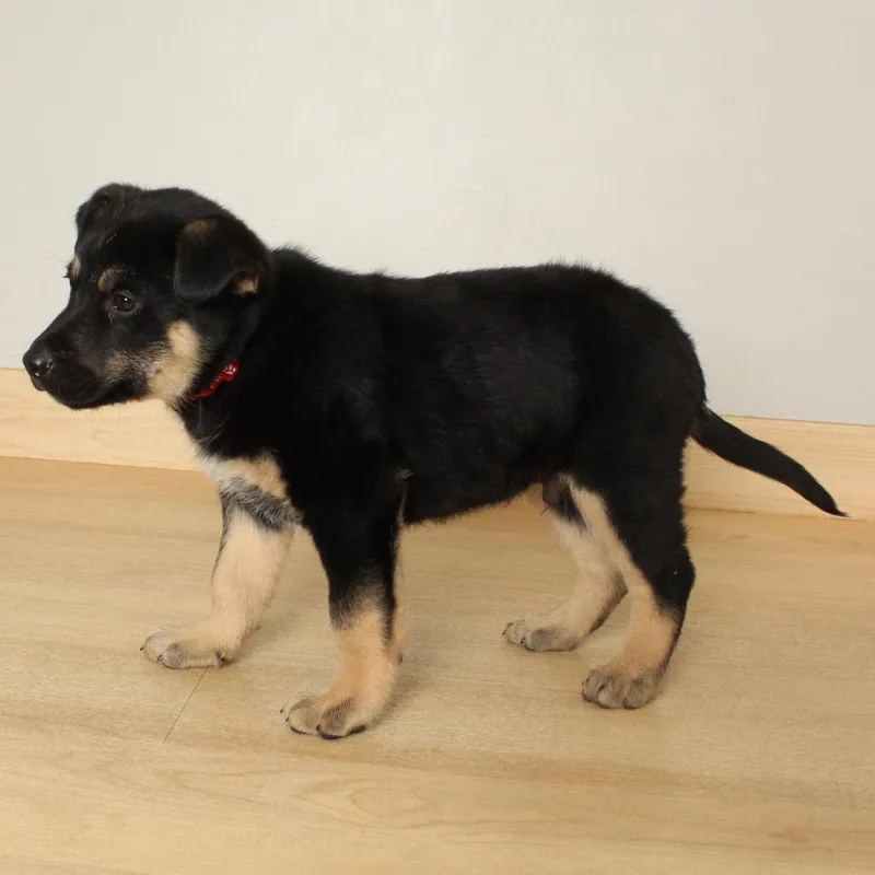 Splendid D thumbnail 2