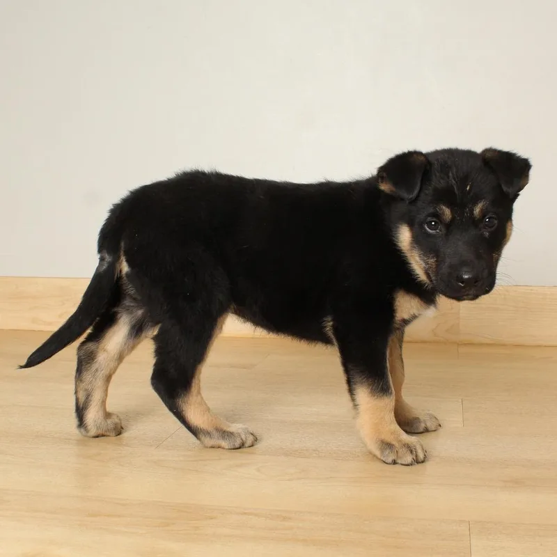 Splendid D thumbnail 3