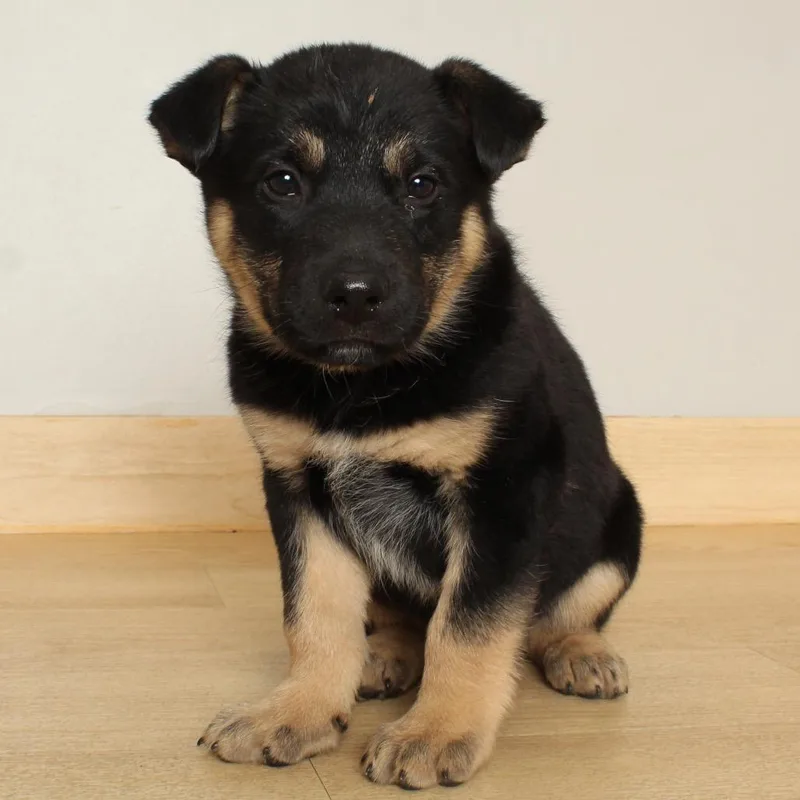 Splendid D thumbnail 4