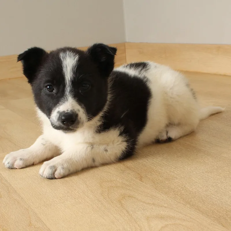 Talenti D thumbnail 2