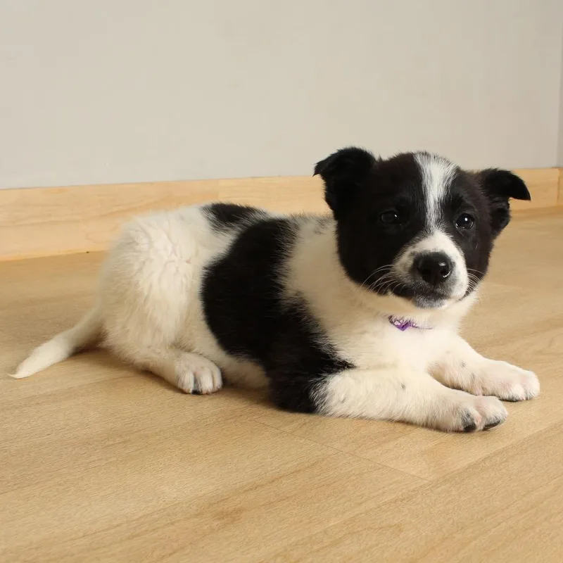 Talenti D thumbnail 3