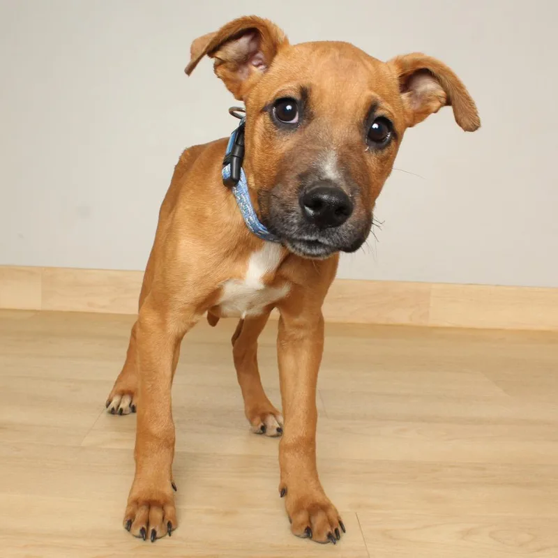 Shaggy D thumbnail 3