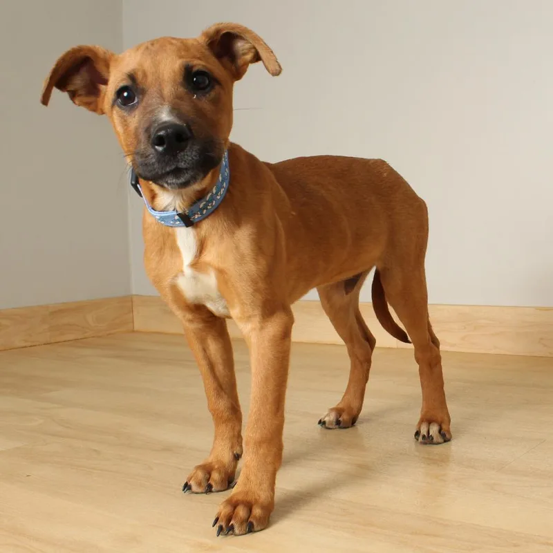 Shaggy D thumbnail 5