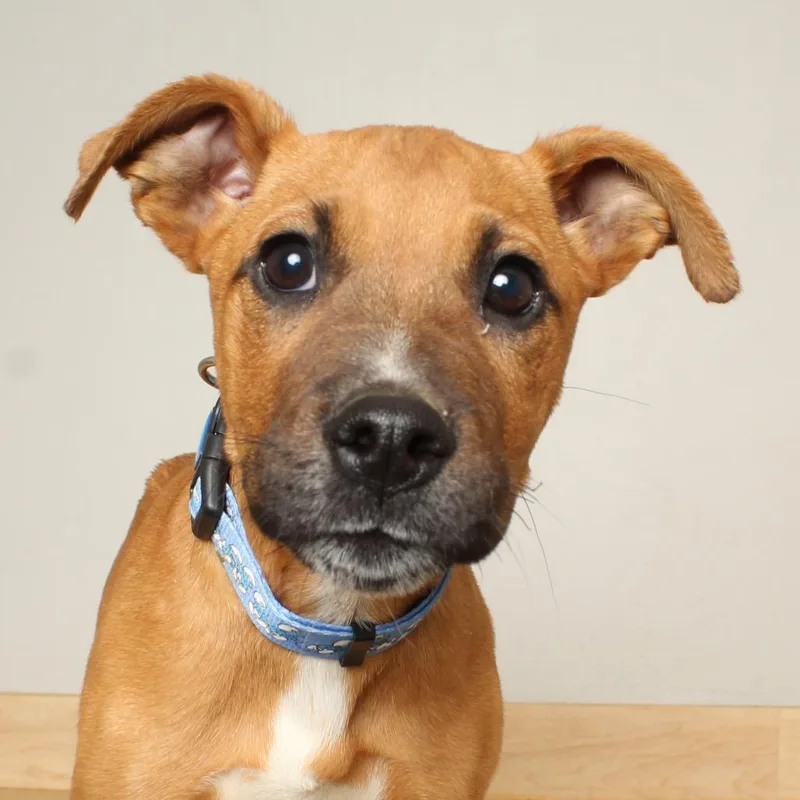 Shaggy D thumbnail 6