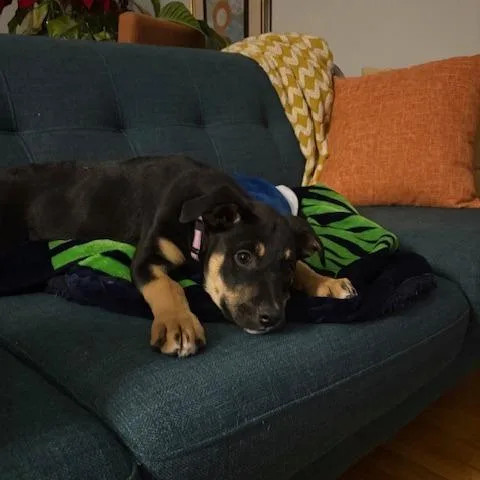 Shannon D thumbnail 5