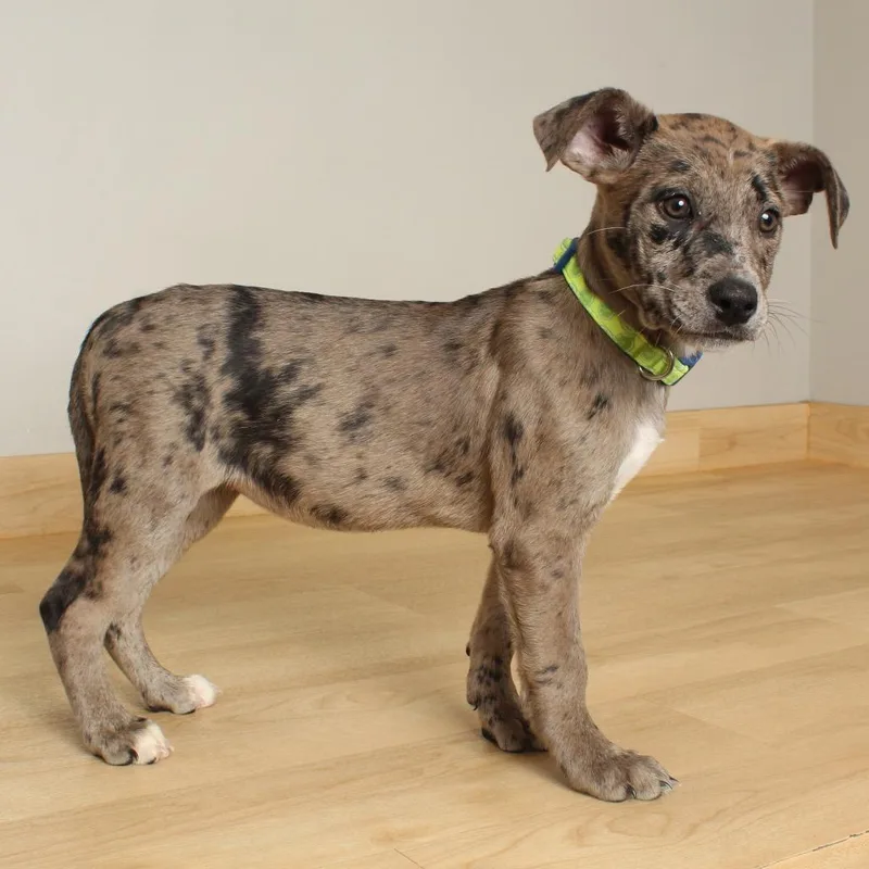 Clover D thumbnail 2