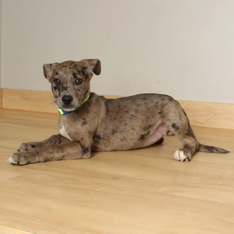 Clover D thumbnail 3