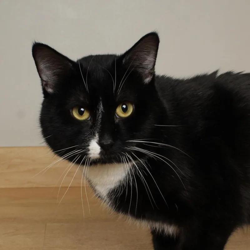 Johann C thumbnail 2