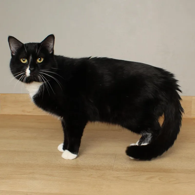 Johann C thumbnail 3