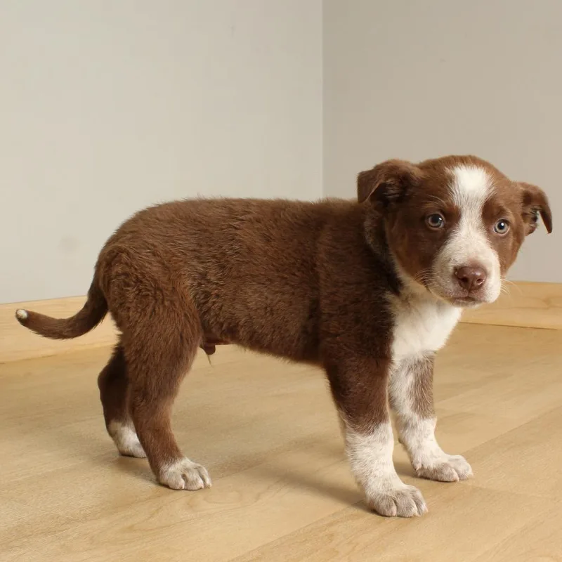 Blue Bunny D thumbnail 2