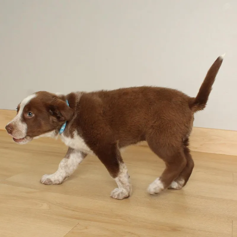 Blue Bunny D thumbnail 3