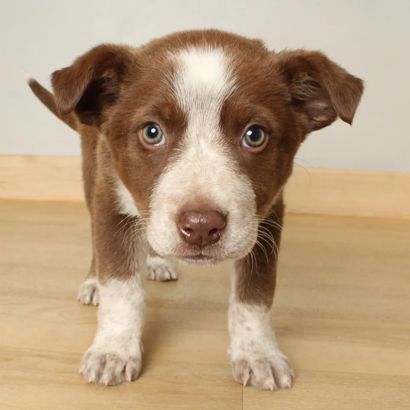 Blue Bunny D thumbnail 4