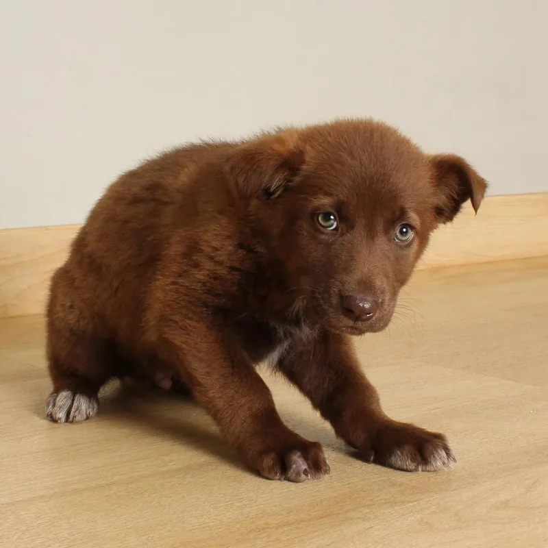 Breyer D thumbnail 2