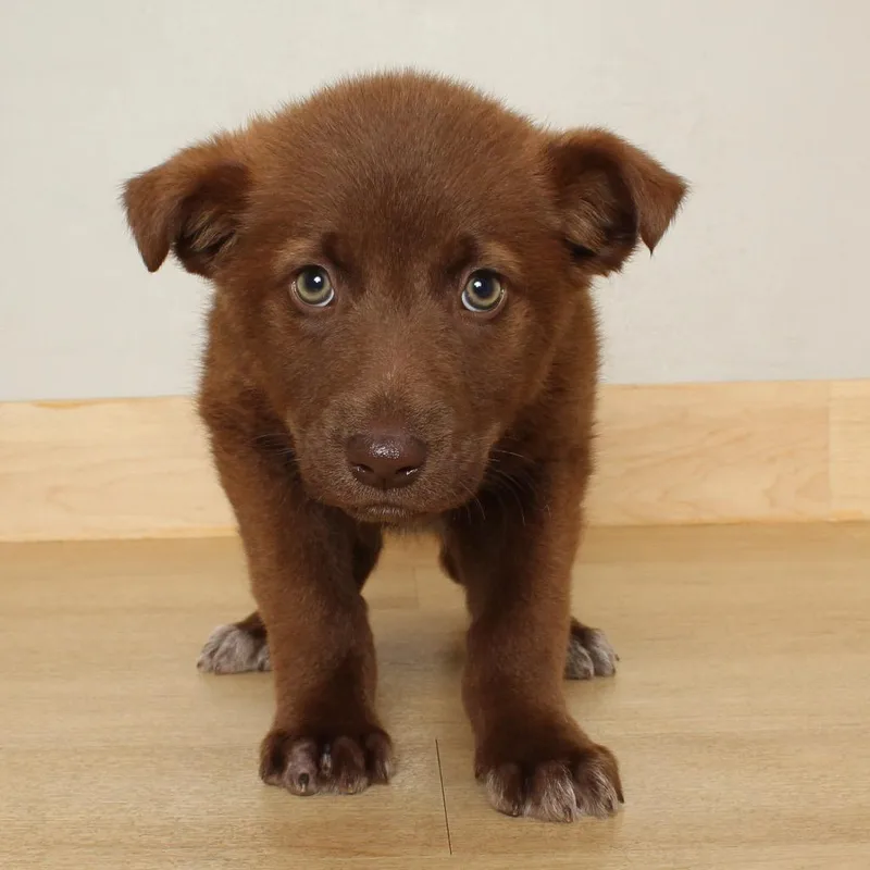 Breyer D thumbnail 3