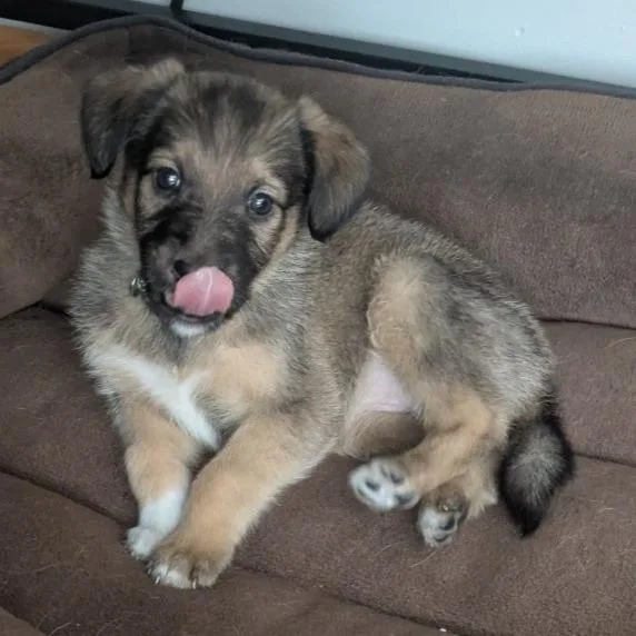 Chiclet D thumbnail 2