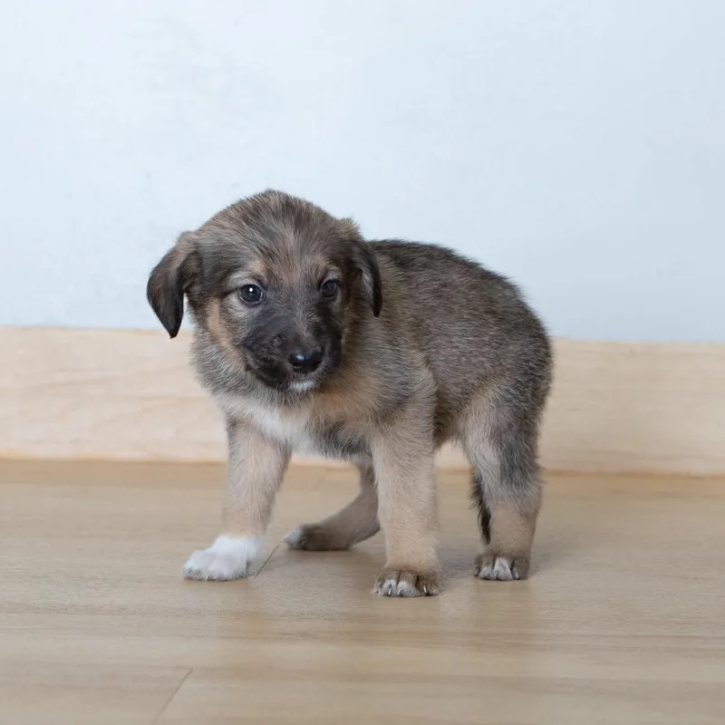 Chiclet D thumbnail 3