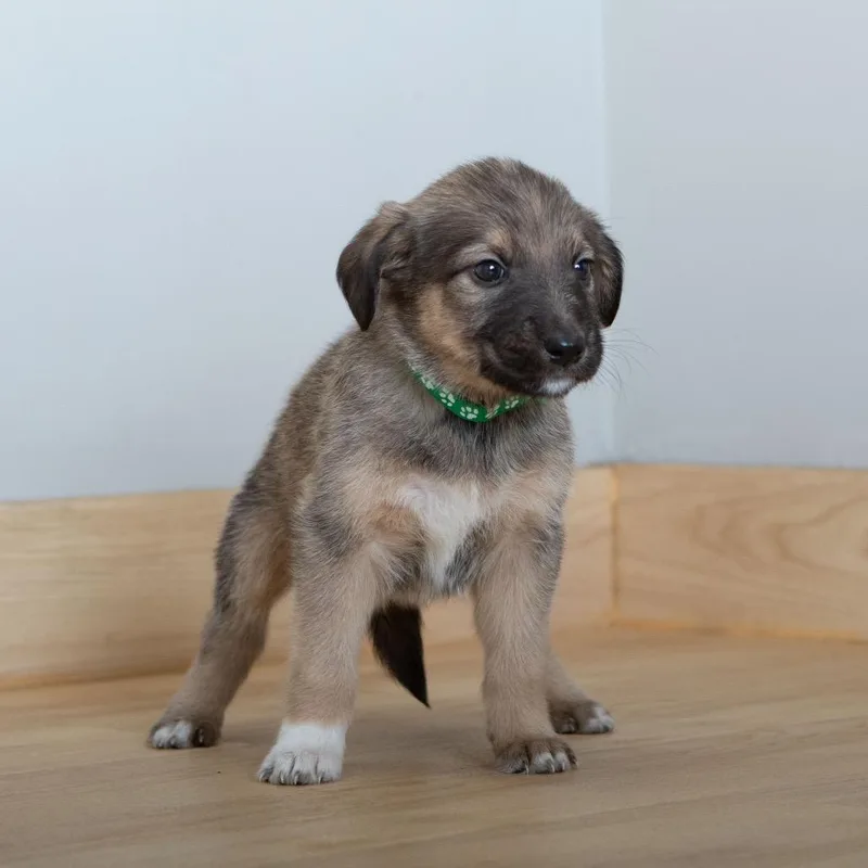 Chiclet D thumbnail 4