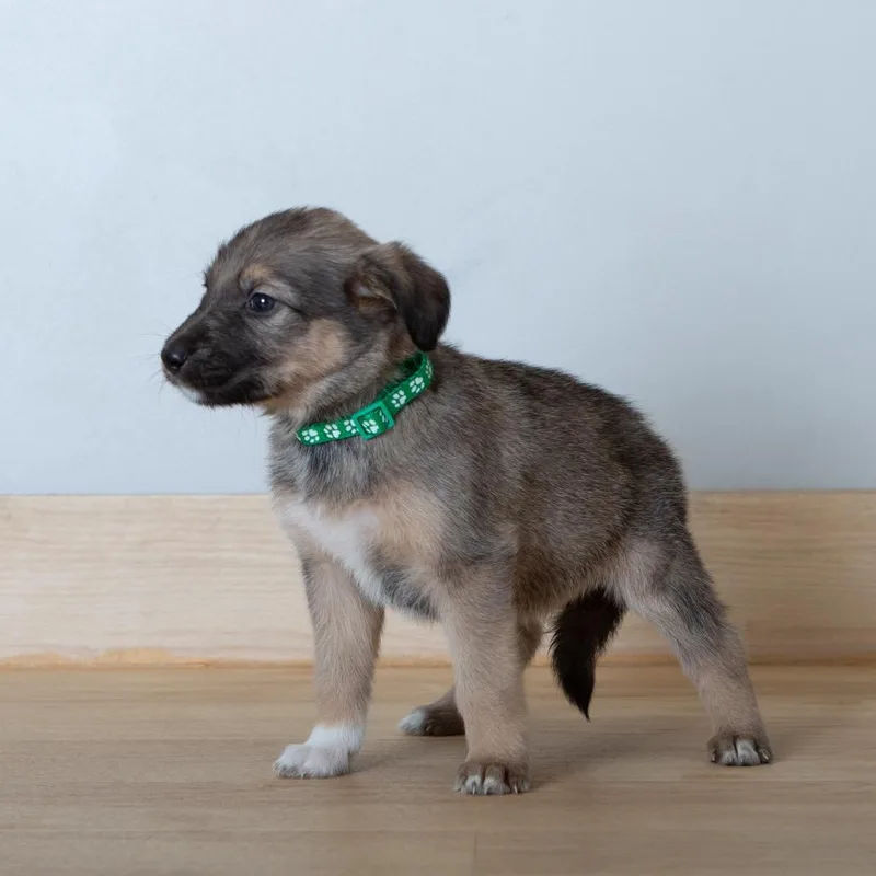 Chiclet D thumbnail 5