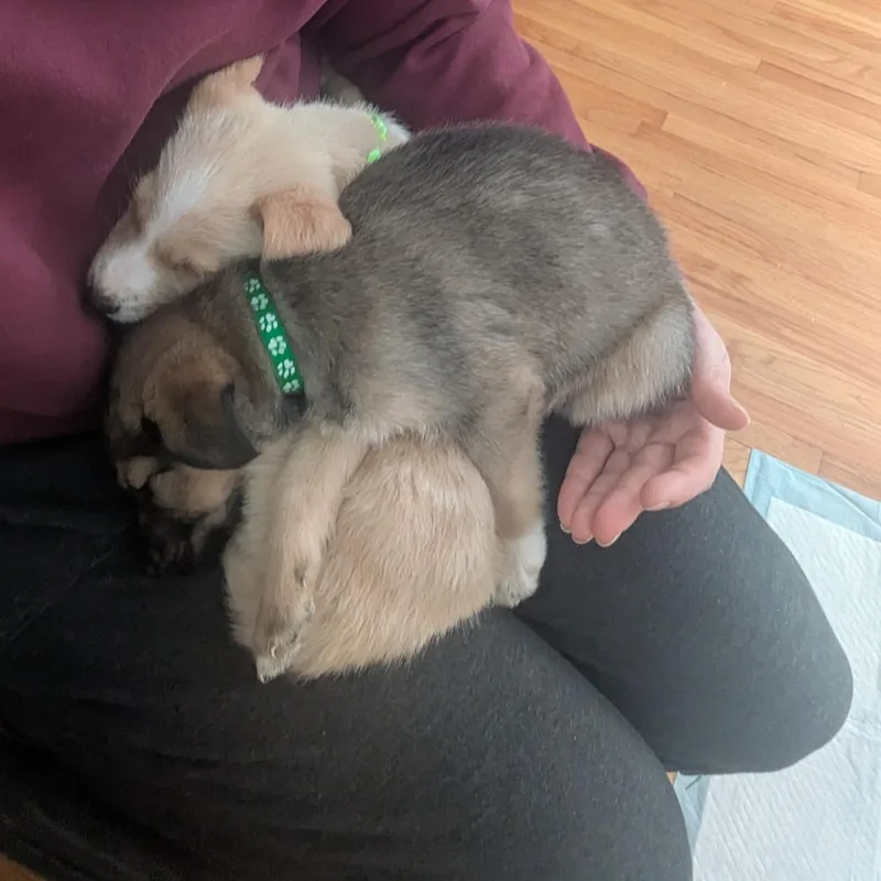 Chiclet D thumbnail 6