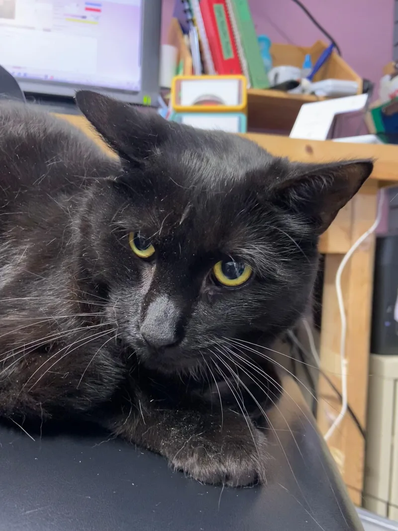 Blackberry thumbnail 2