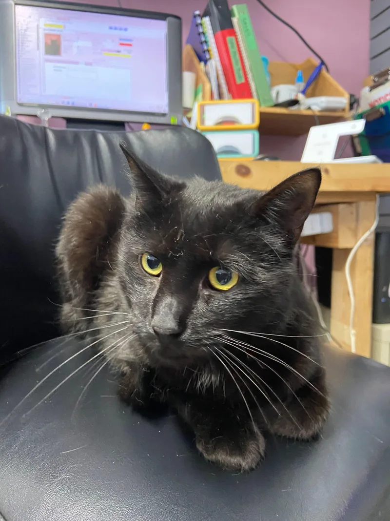 Blackberry thumbnail 4