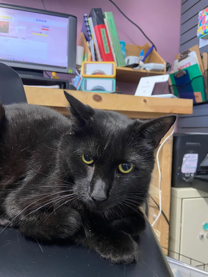 Blackberry thumbnail 5