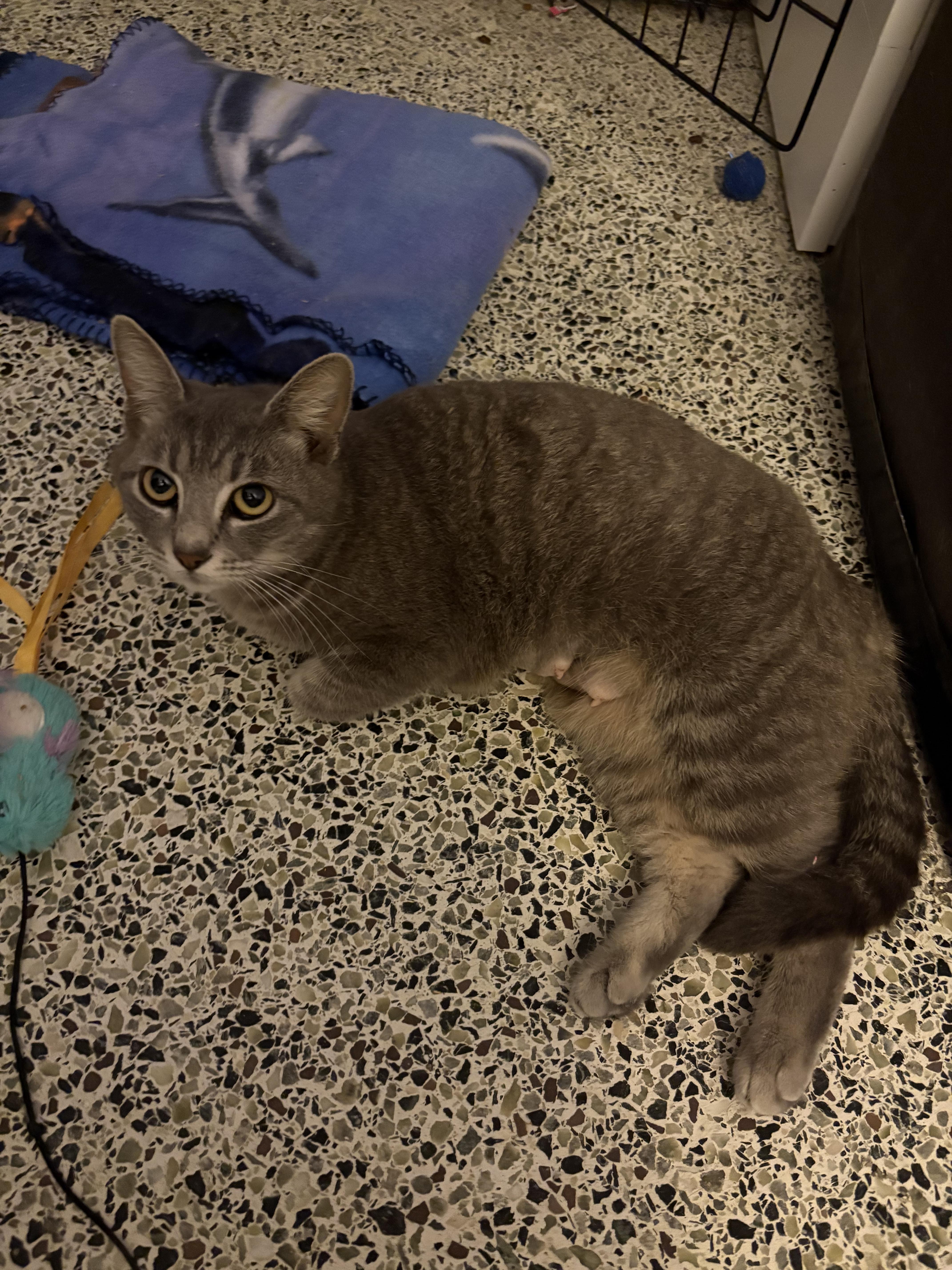 An adult medium-sized female Tabby (Gray / Blue / Silver) Domestic Short Hair cat named Magpie for adoption in Saint Pete Beach, FL