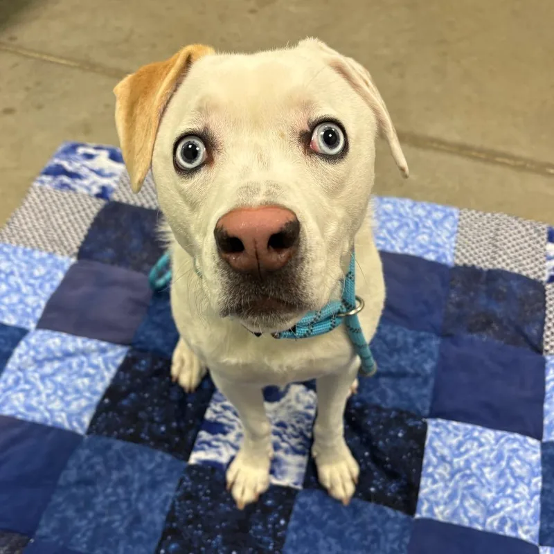 Pixie Mae thumbnail 2