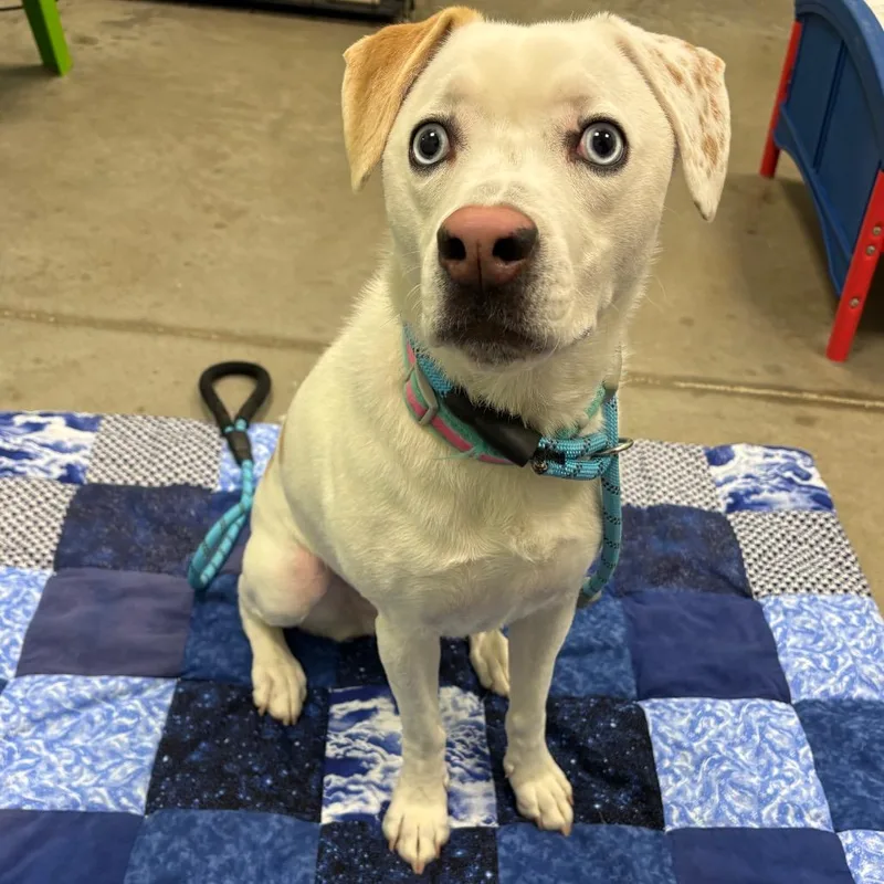 Pixie Mae thumbnail 3