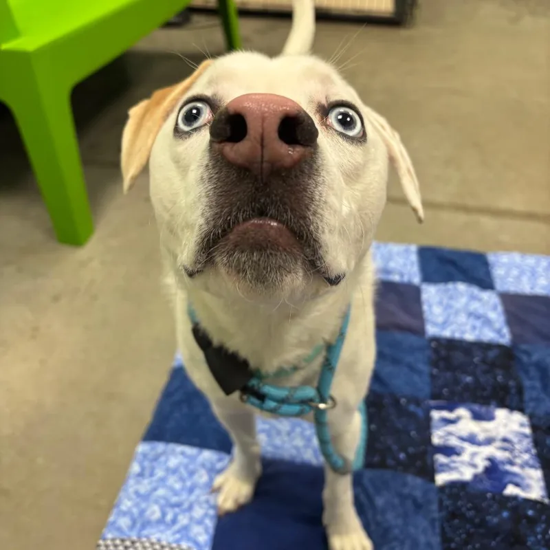 Pixie Mae thumbnail 4