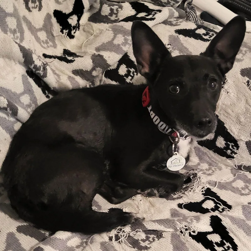 Clifford thumbnail 3