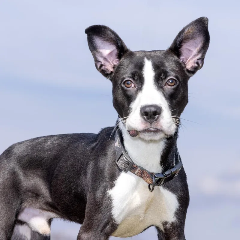 Milhouse thumbnail 2