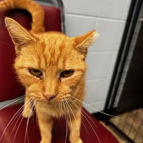 Hannibal thumbnail 2