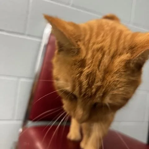 Hannibal thumbnail 3