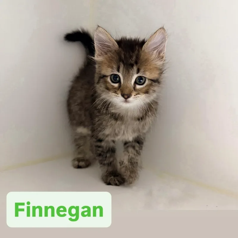 Finnegan