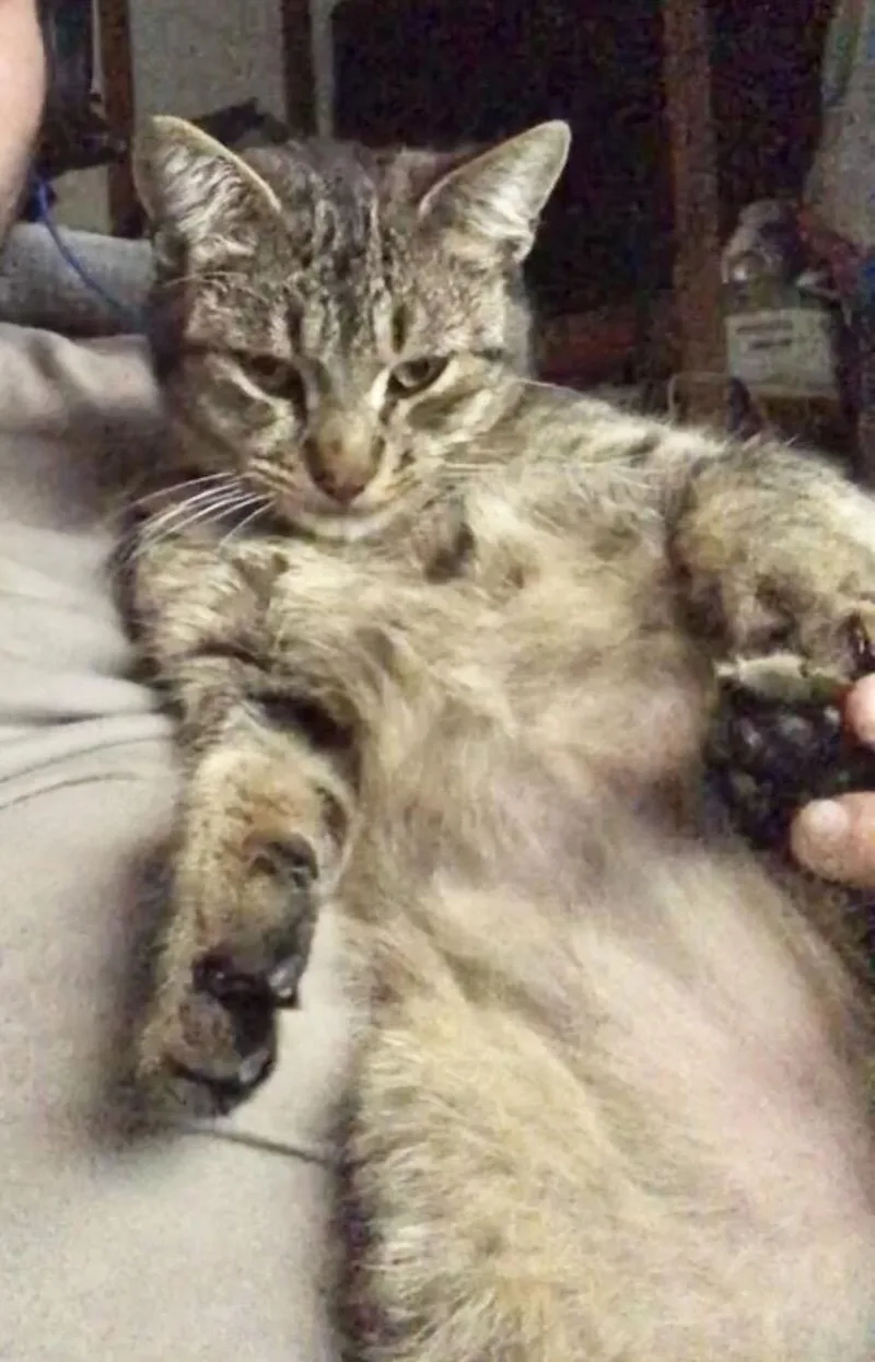 Floopa Napa thumbnail 2