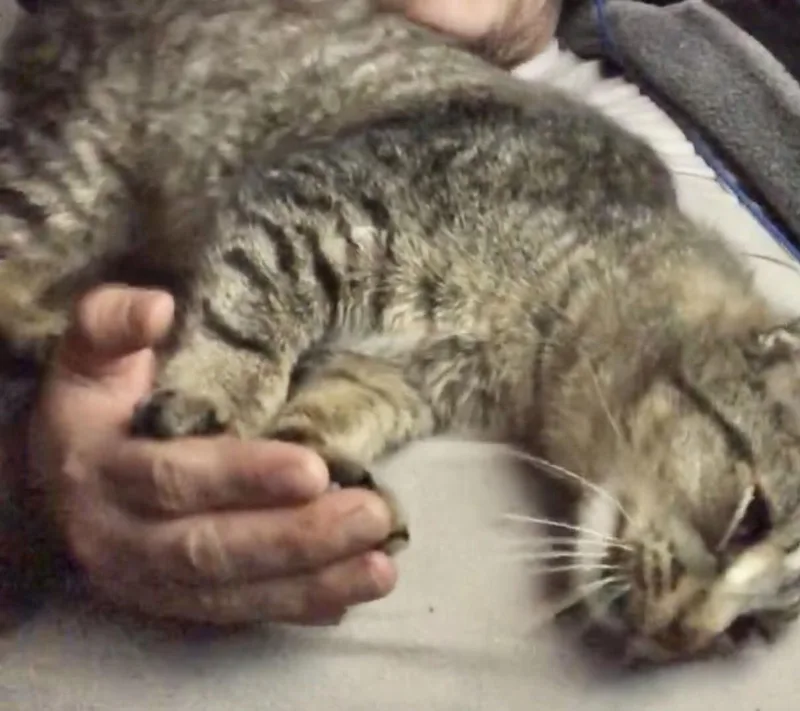 Floopa Napa thumbnail 3