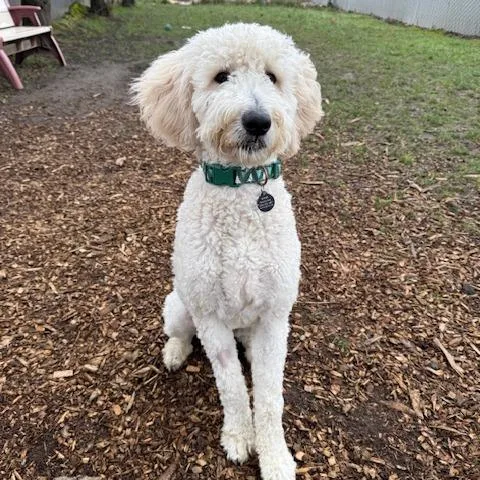 Will Ferrell thumbnail 2