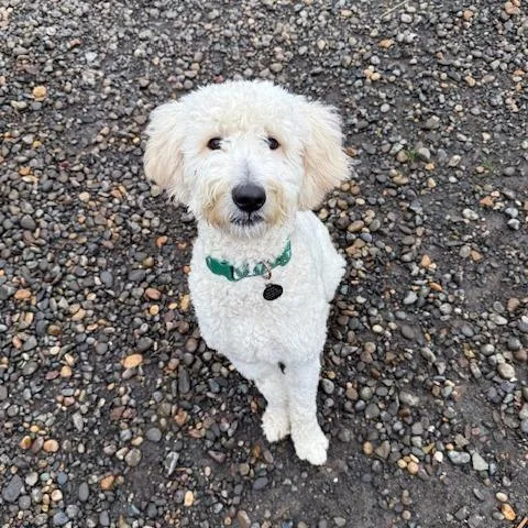 Will Ferrell thumbnail 3