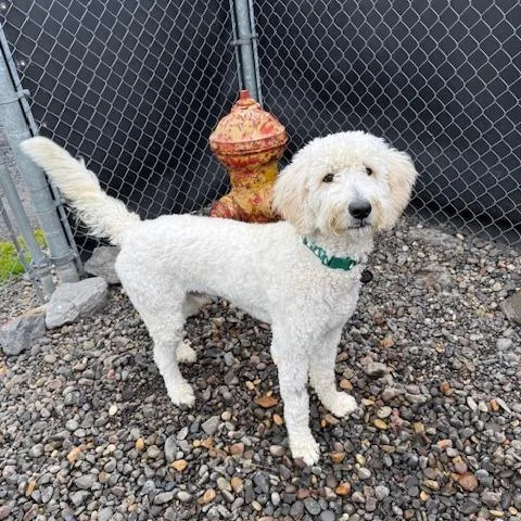 Will Ferrell thumbnail 4